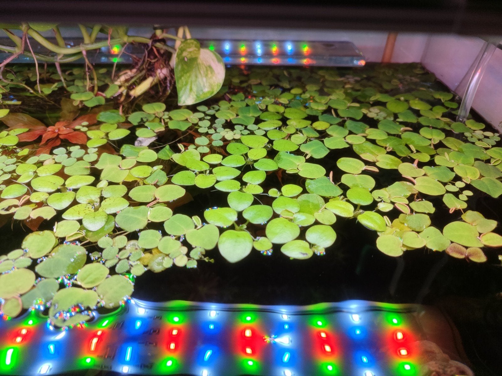Lentilles d'eau / plantes flottantes aquarium, Dieren en Toebehoren, Ophalen