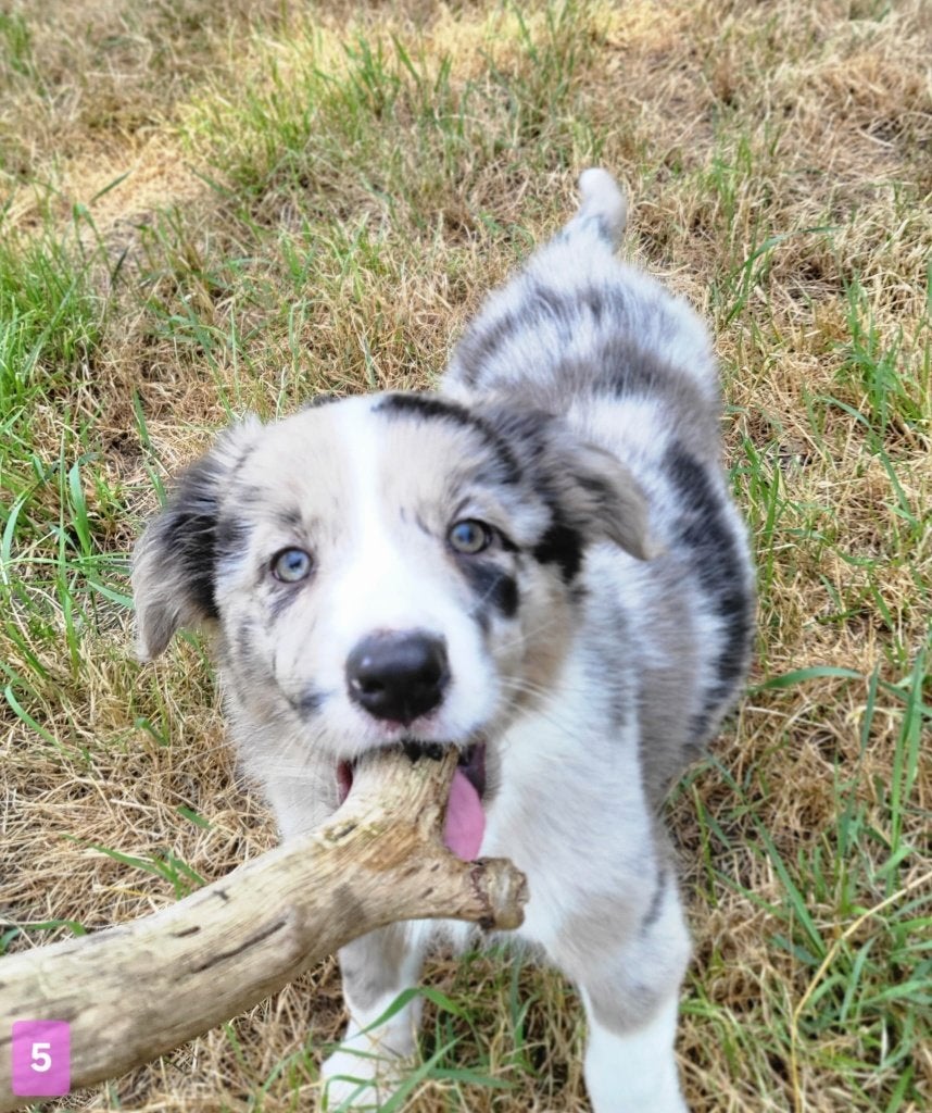 Australische herder pup / Australian Shepherd / Aussi pup, Dieren en Toebehoren, Parvo, België, 8 tot 15 weken, Meerdere