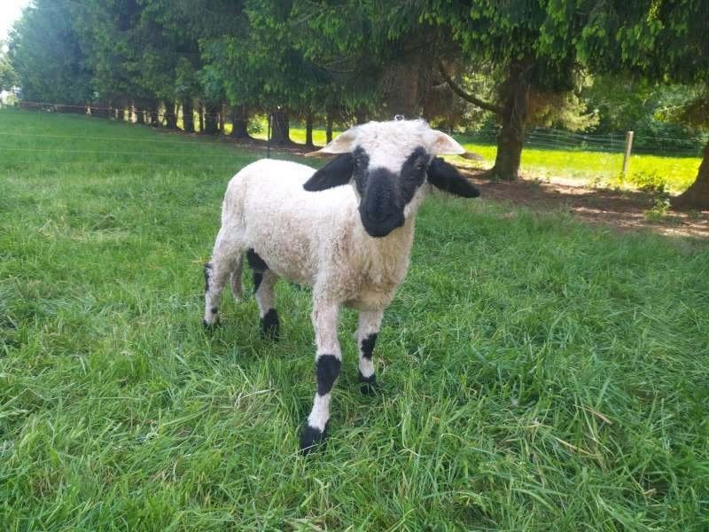 Walliser Schwarznase ram, Mannelijk, Schaap