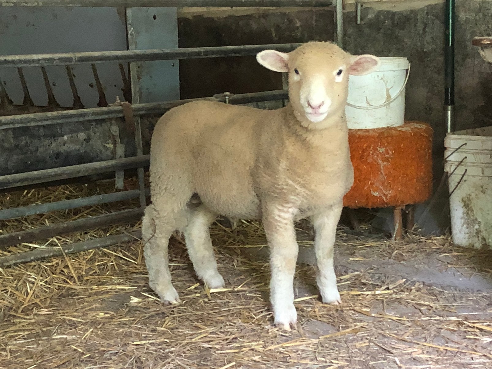 Poll dorset lammeren, Dieren en Toebehoren