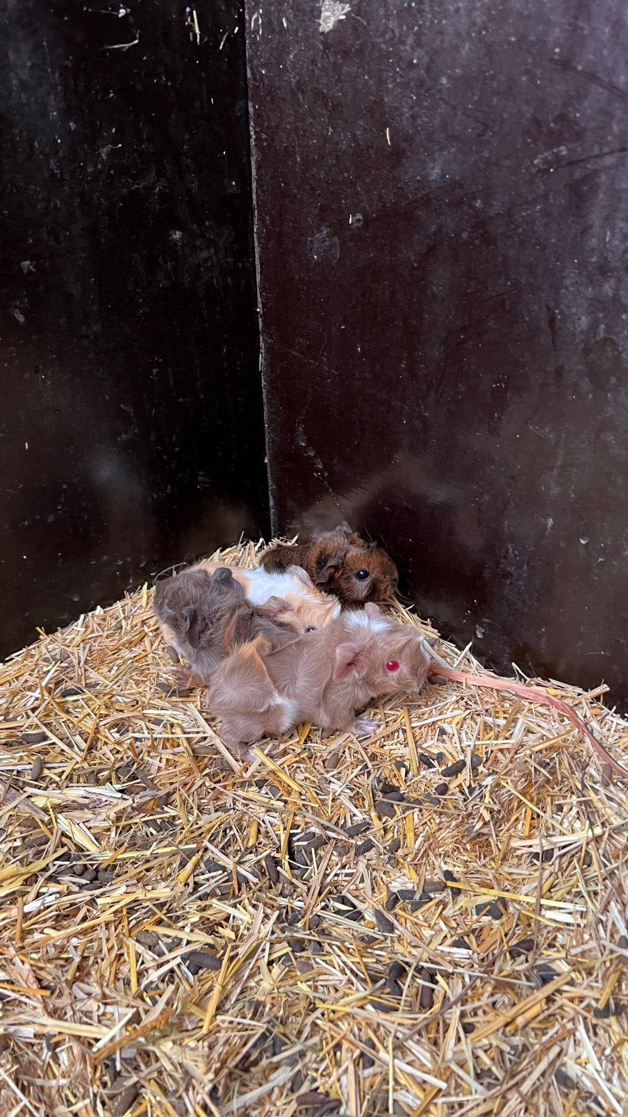 Cavia’s, Dieren en Toebehoren, September, Geslacht onbekend, Cavia