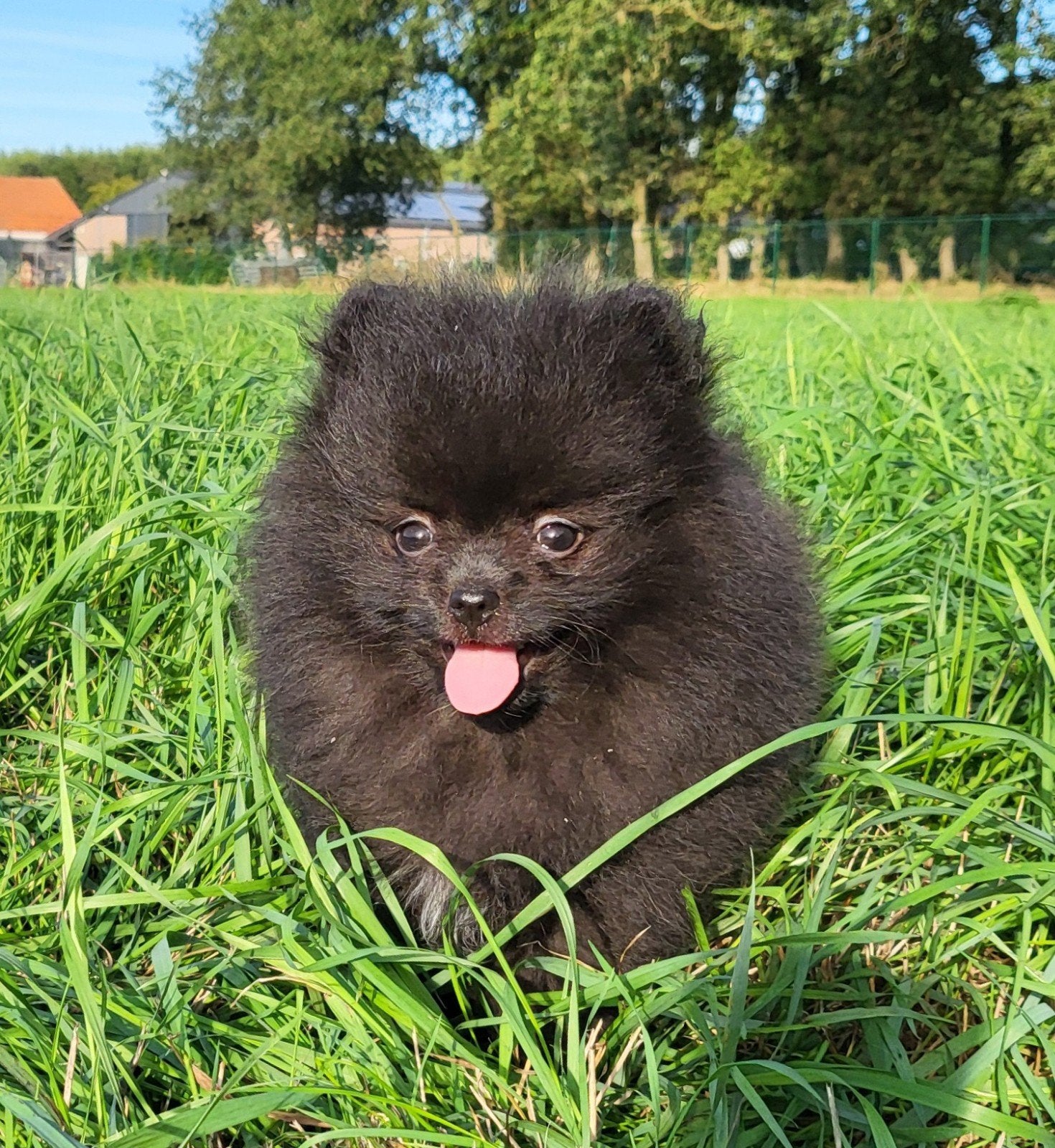 Chiot de Poméranie/Chiot pygmée/petite loulou/Chiot à pompon