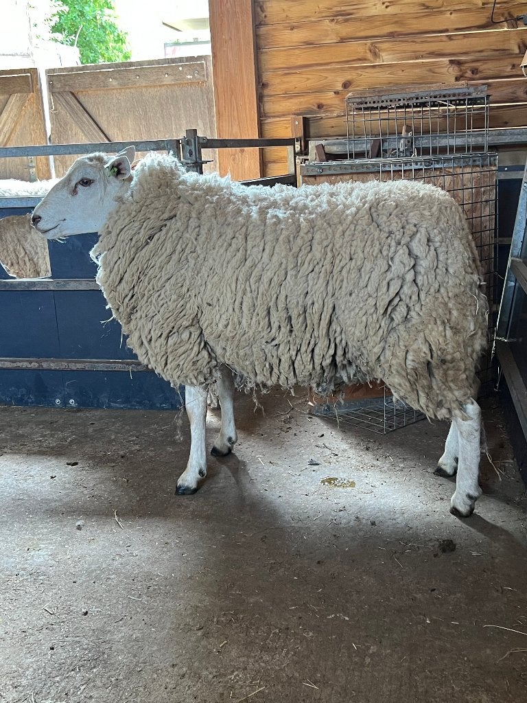 DEKRAM SWIFTER, Dieren en Toebehoren, Mannelijk, Schaap, 0 tot 2 jaar