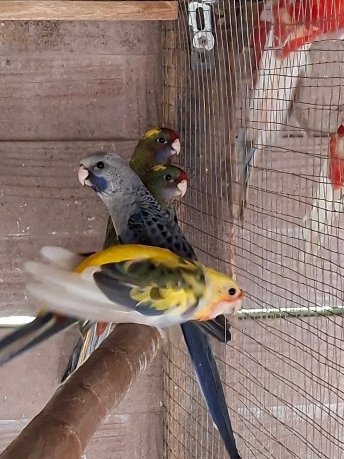 Pennanten en rosella's, Dieren en Toebehoren, Geringd