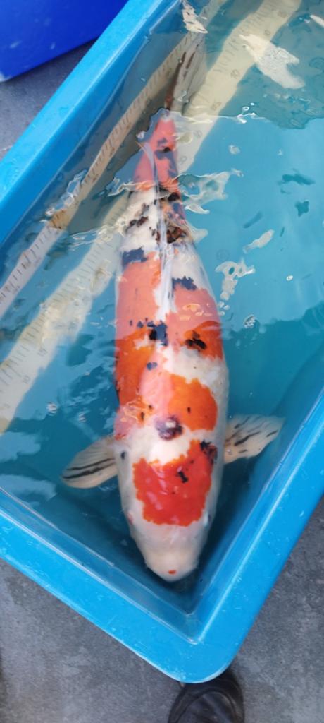 Japanse koi