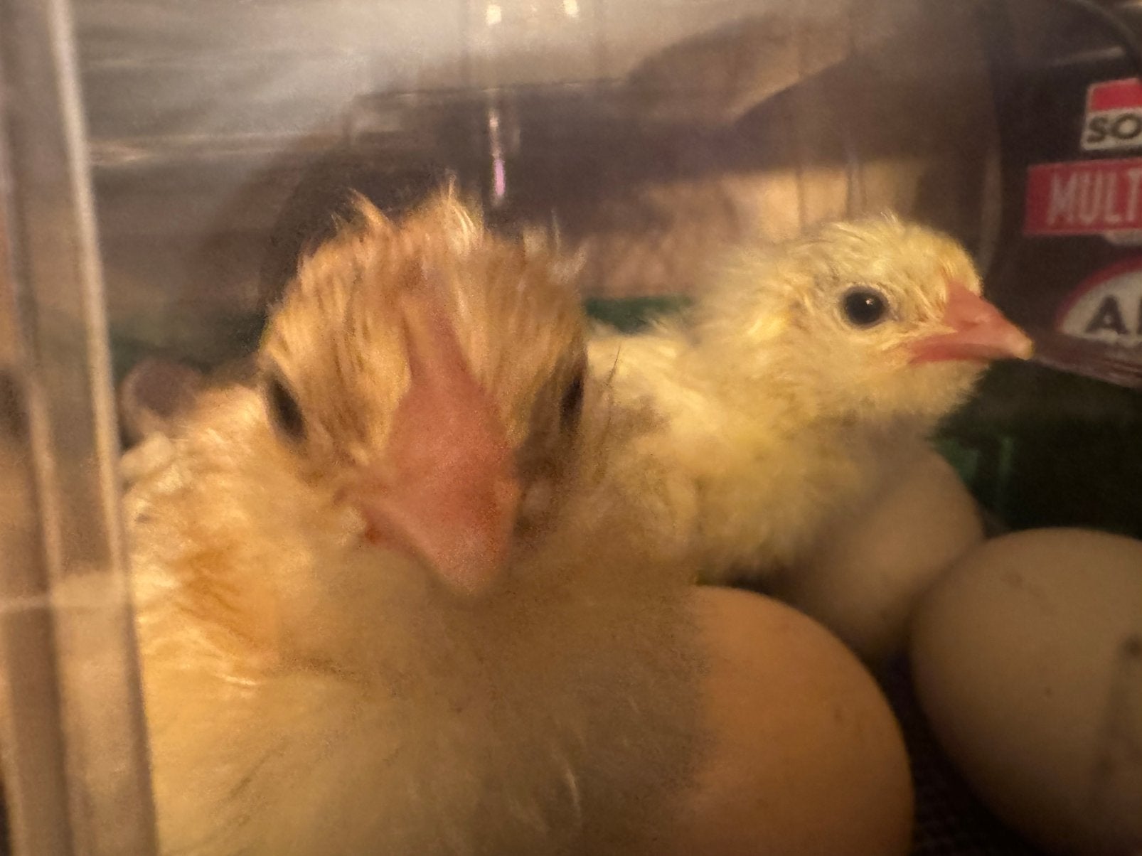 kuikens faverolle kip, Sexe inconnu, Poule ou poulet