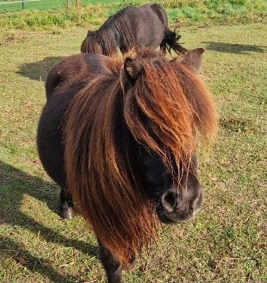 Shet merrie shetland pony kinderpony, Jument