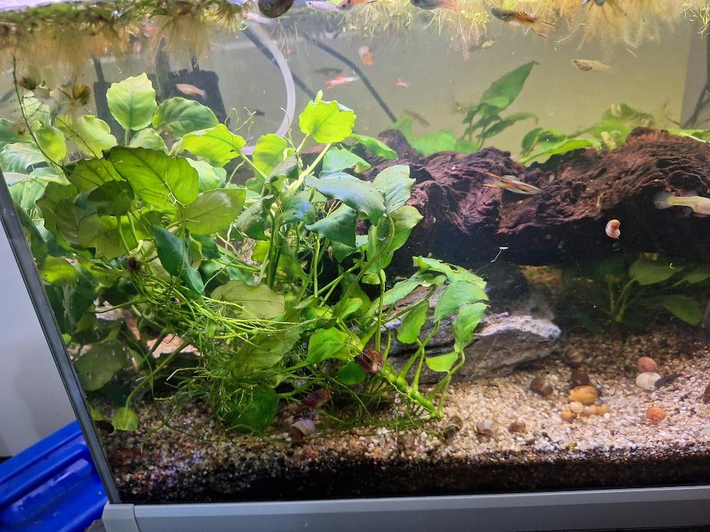 Anubiasplantjes, Dieren en Toebehoren
