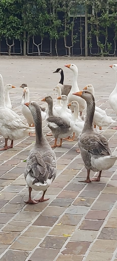 ganzen te koop: kuikens en volwassen, Animaux & Accessoires, Volatiles