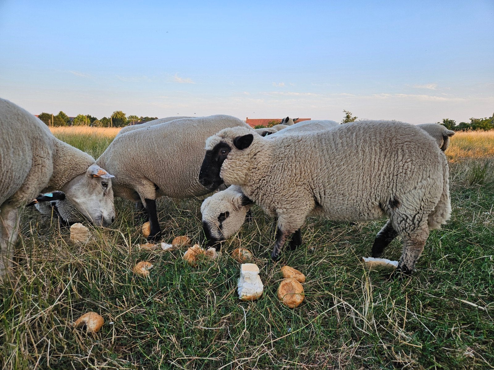 Ooi lam, Mouton