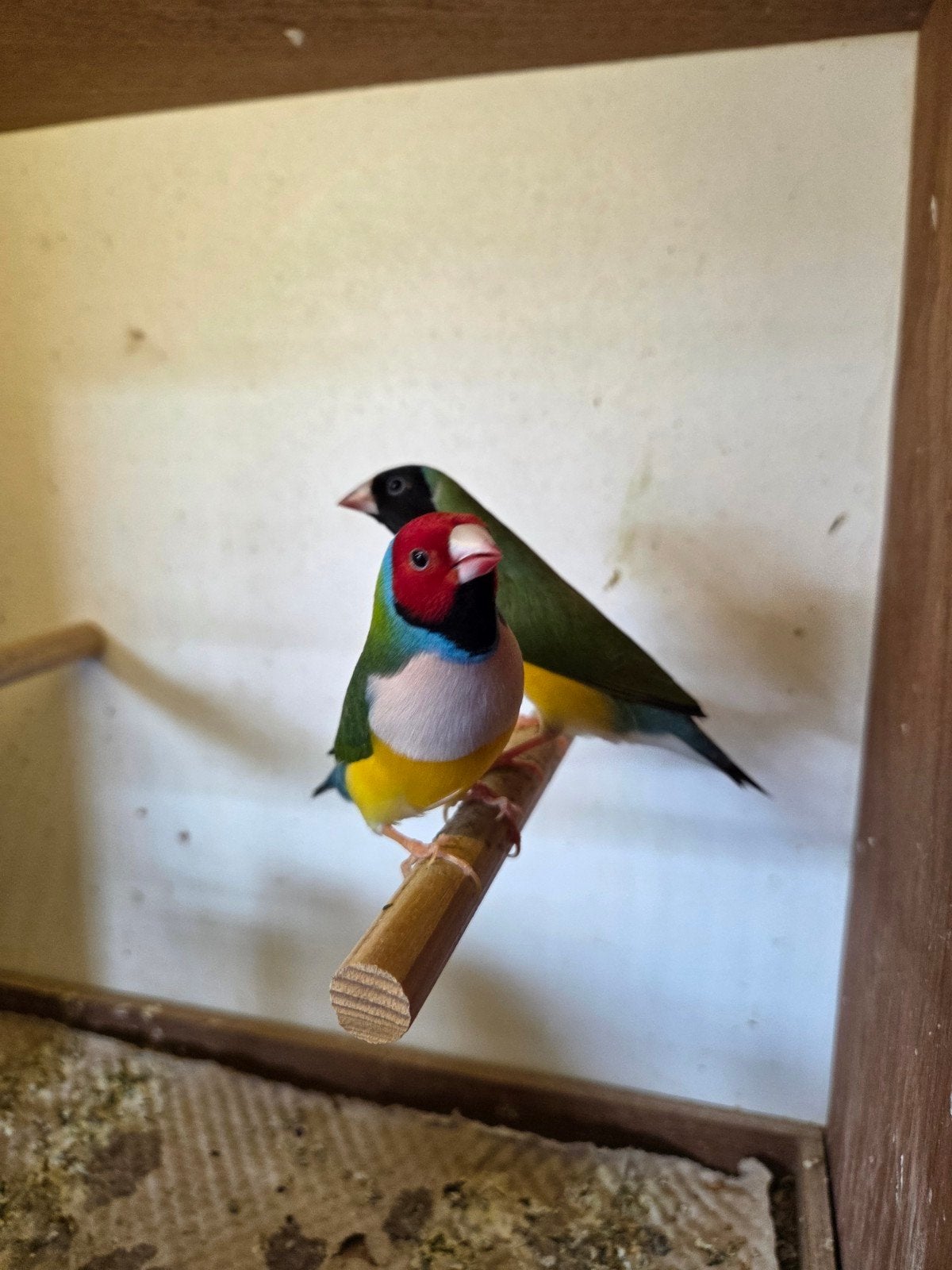gouldamadine wildkleur witborst, Animaux & Accessoires, Oiseaux | Oiseaux Autre