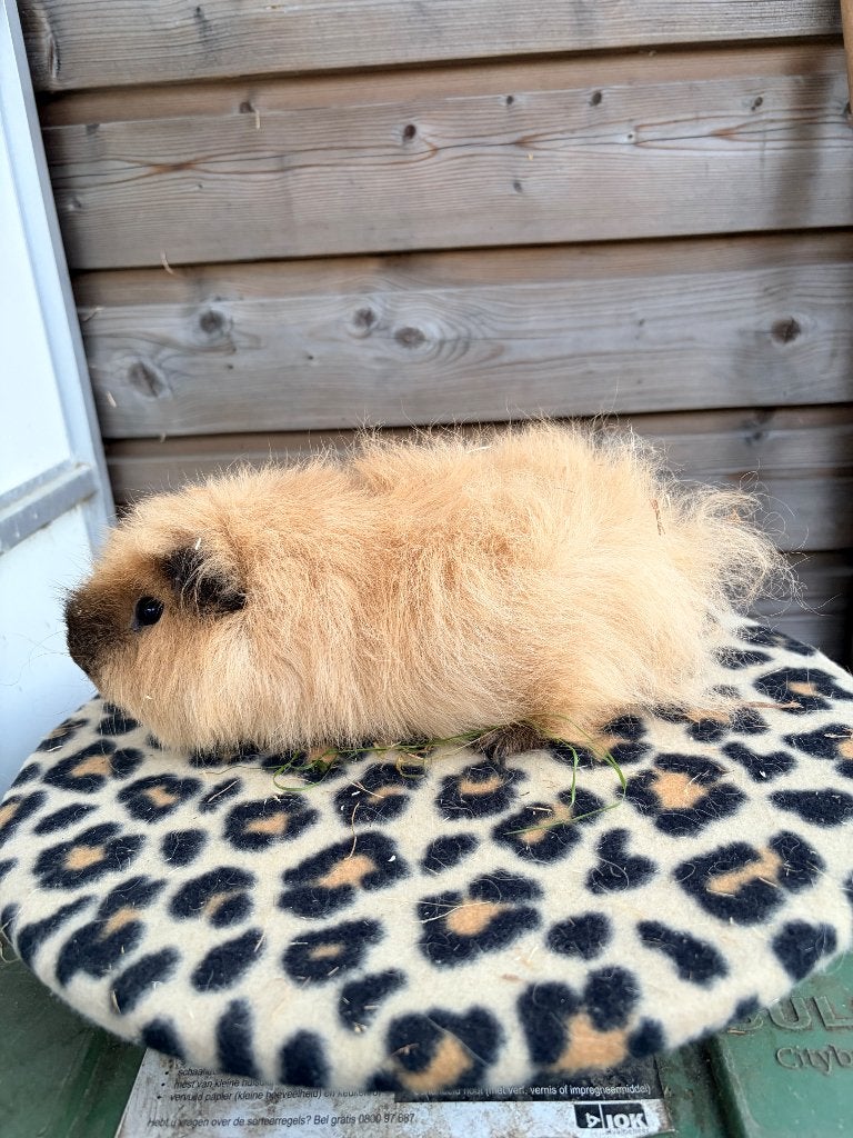 Ch teddy beertje california, Animaux & Accessoires, Rongeurs, Octobre, Mâle, Domestique