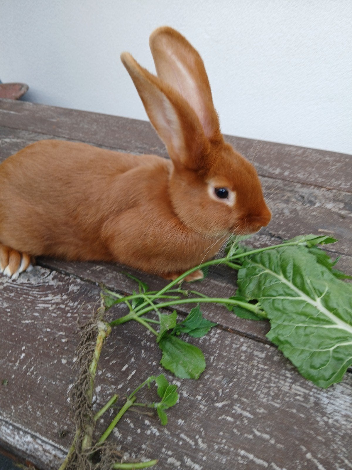 Vaal van Bourgondië 12 weken oud, Dieren en Toebehoren, Konijnen, Meerdere dieren, Middelgroot, 0 tot 2 jaar
