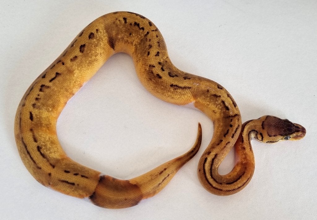 0.1 pinstripe enchi piebald low white koningspython Ball Python photo 2