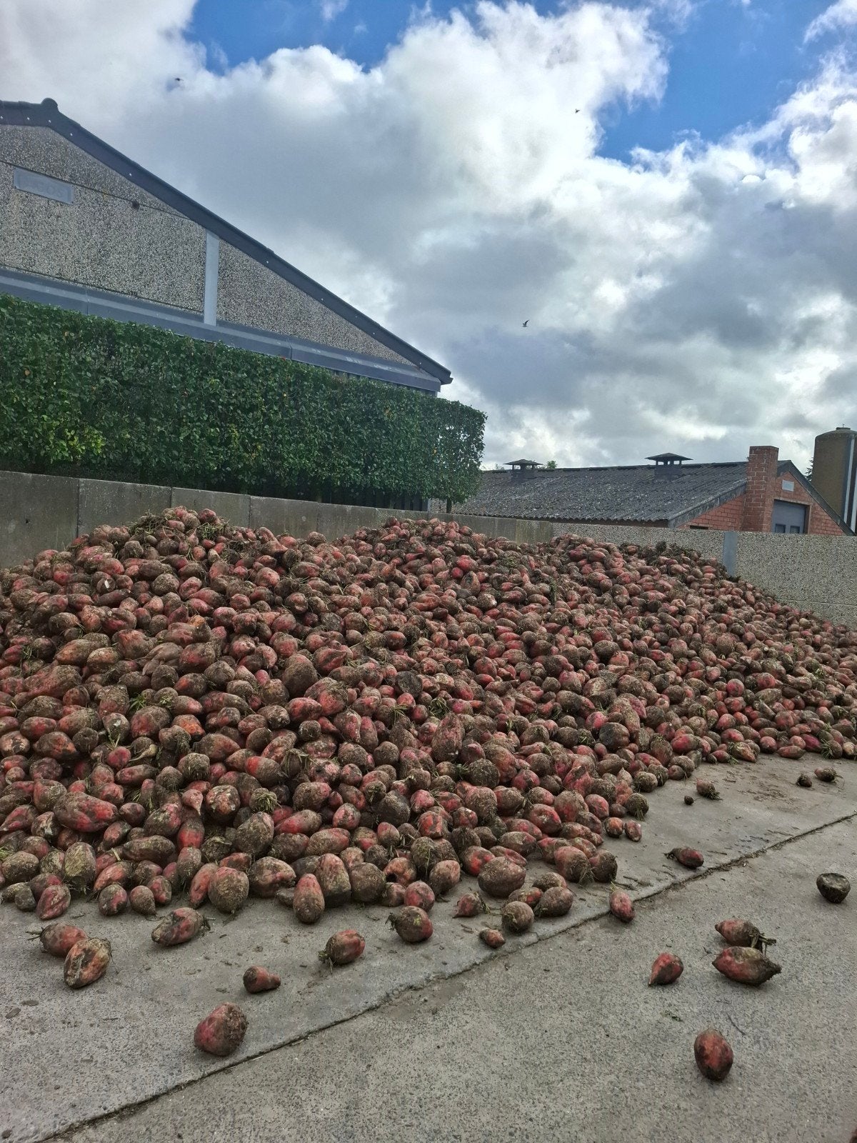 voederbieten te koop, Ophalen of Verzenden