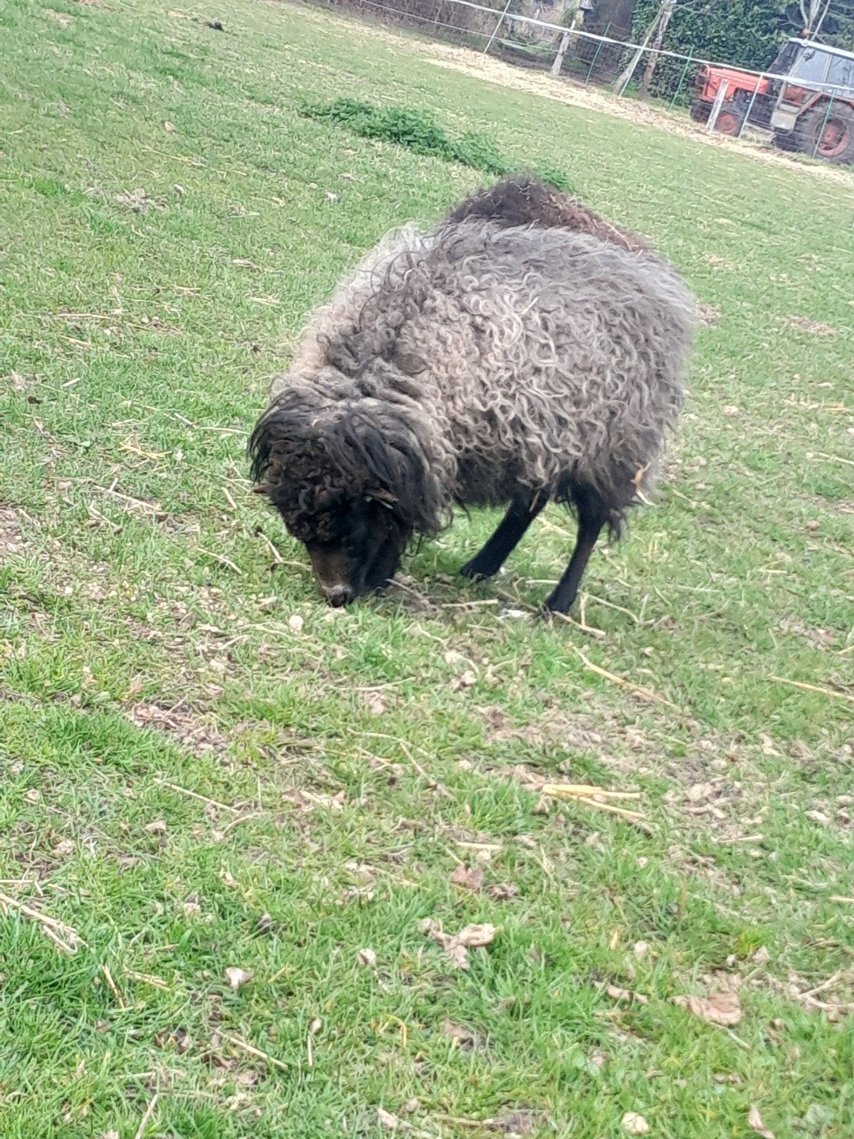 Stamboek zwarte en schimmel ouessant ooien met ramlam, Plusieurs animaux, Mouton