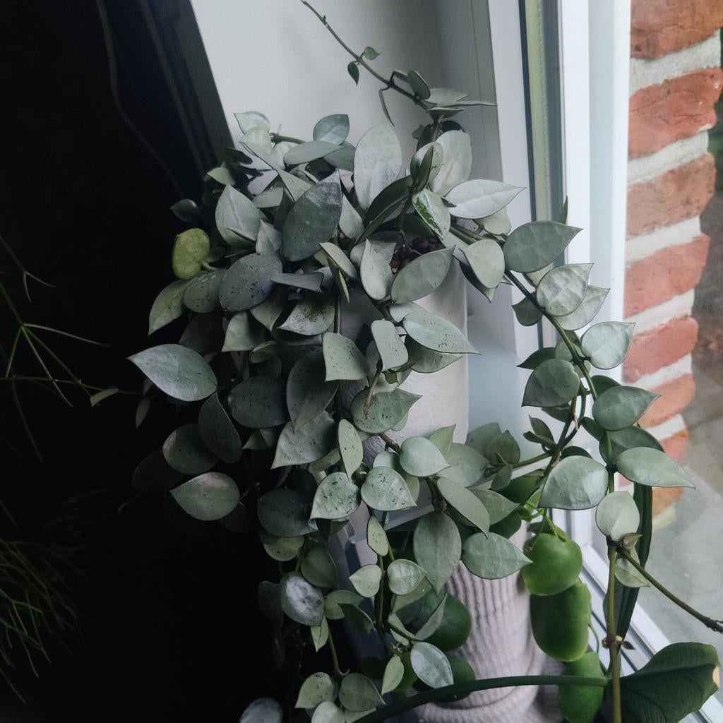Hoya krohniana super silver cuttings, Ophalen of Verzenden