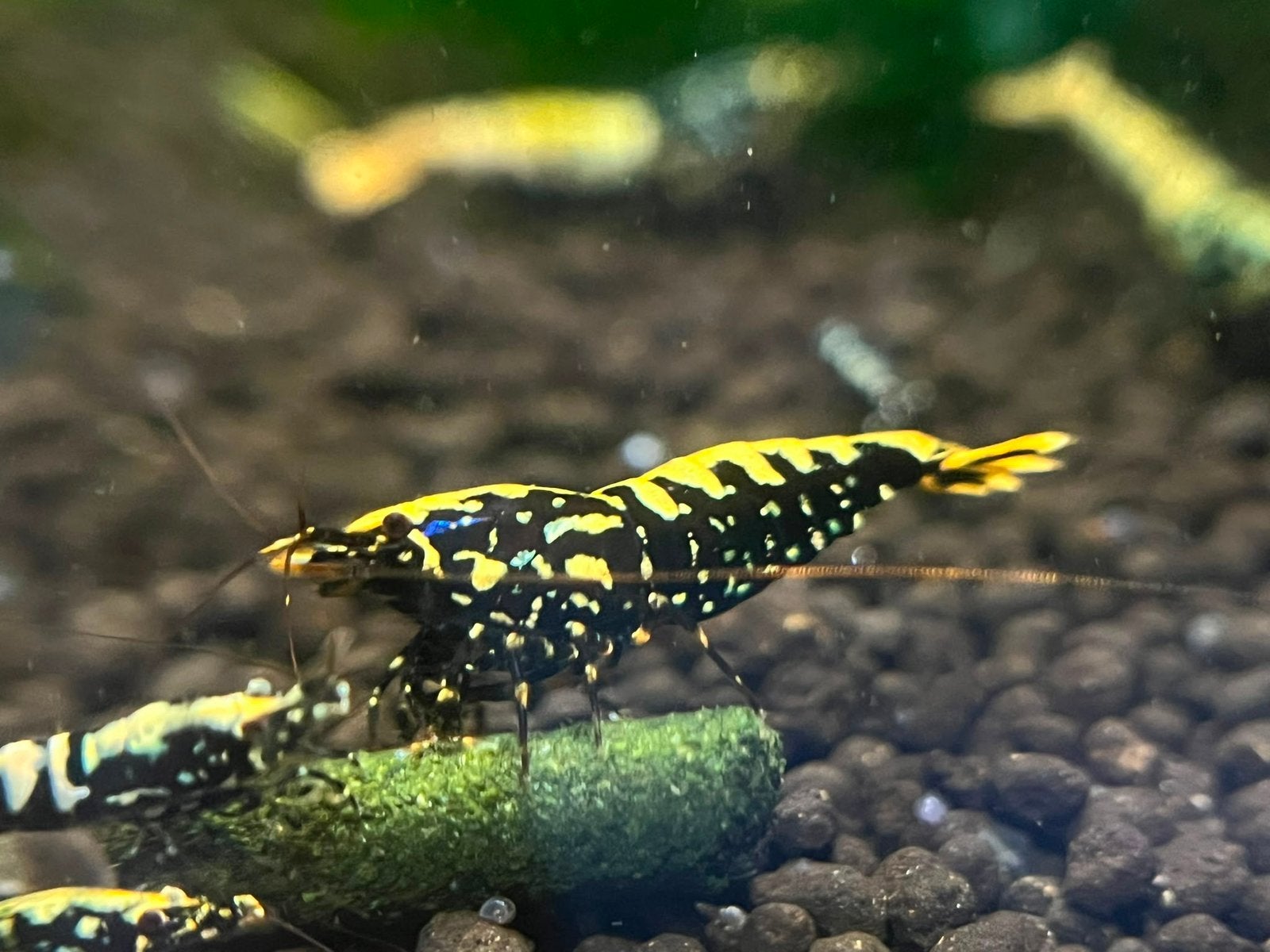 Crevettes Galaxy Fishbone Snowflake Black de haute qualité