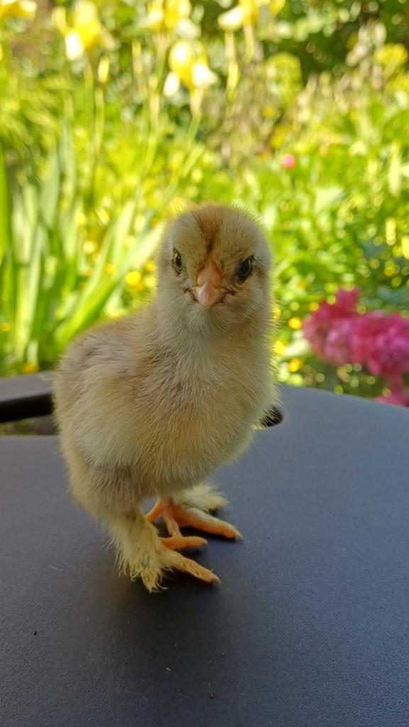 Poussins grand brahma PMD (7340)