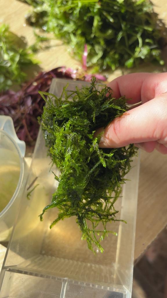 Plante daquarium  +mousse de java, Dieren en Toebehoren, Ophalen, Zo goed als nieuw