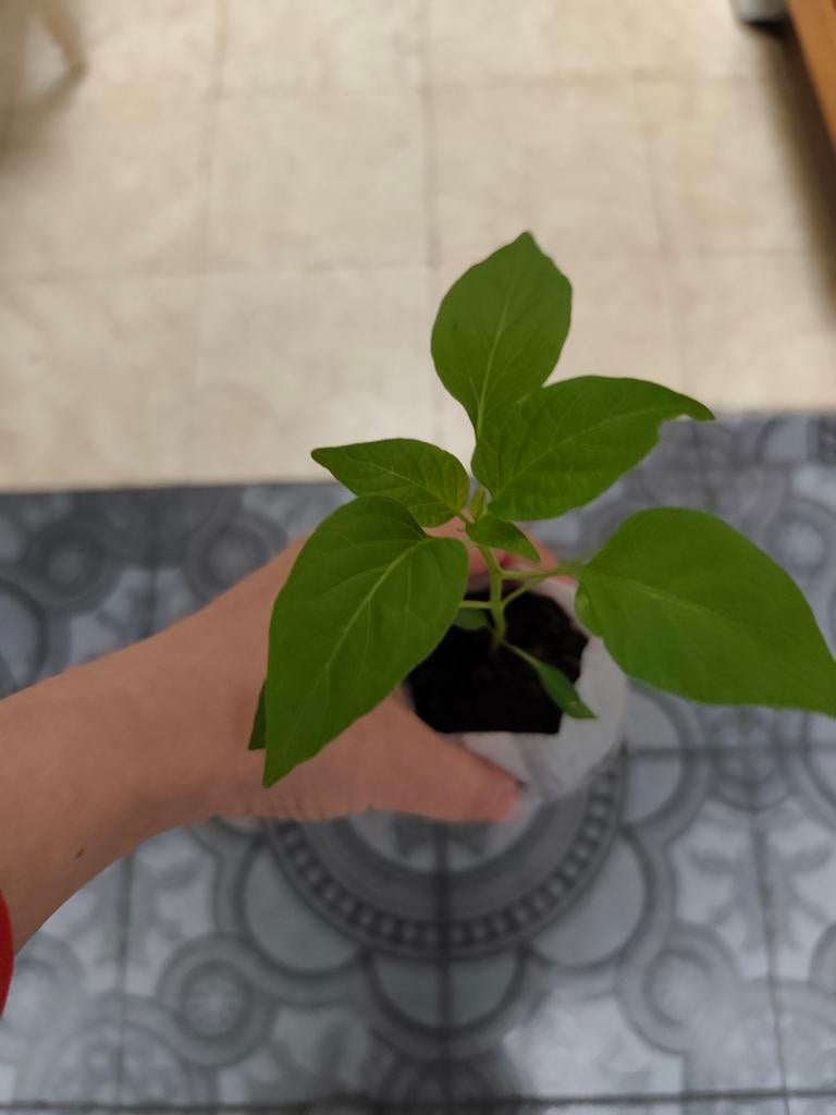 Cetinel Tatli Sivri | Peper Planten, Tuin en Terras, Ophalen
