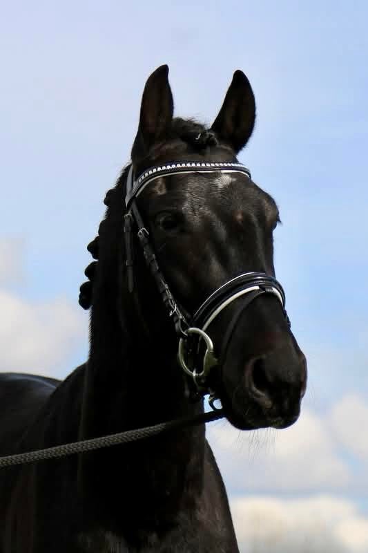 Moeite met je paard te verkopen?, Dieren en Toebehoren, Paarden, Gechipt, Dressuurpaard, Zadelmak, 3 tot 6 jaar