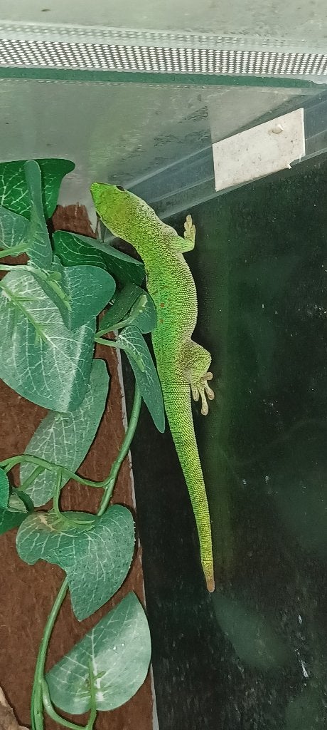 Madagascar daggekko man, Animaux & Accessoires, Reptiles & Amphibiens, Lézard, 0 à 2 ans