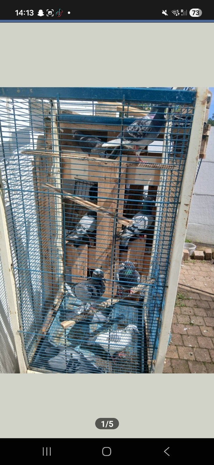 duiven, Dieren en Toebehoren, Vogels | Duiven