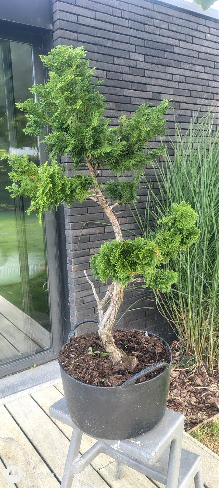 bonsaï cyprès du Japon, Jardin & Terrasse, Enlèvement ou Envoi
