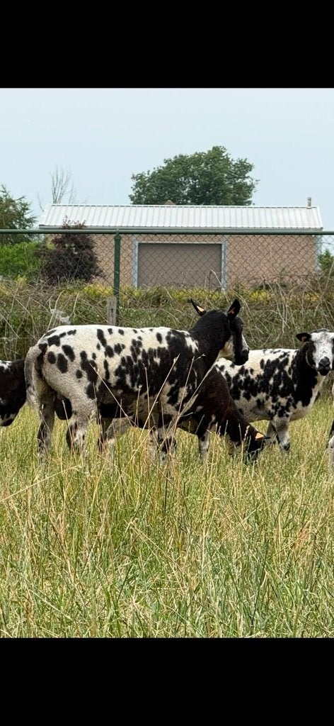 Béliers de terrasse à vendre, Mâle, Mouton, 0 à 2 ans