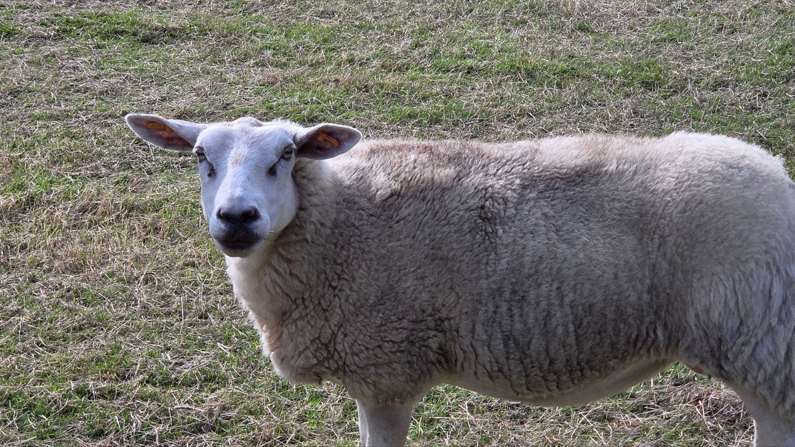 schaap ooi te koop, Dieren en Toebehoren, Vrouwelijk, Schaap, 3 tot 5 jaar
