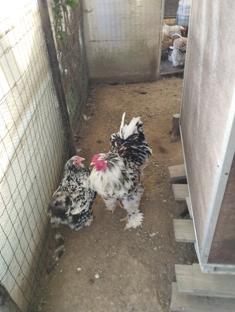Grootras koppel Brahma, Meerdere dieren, Kip