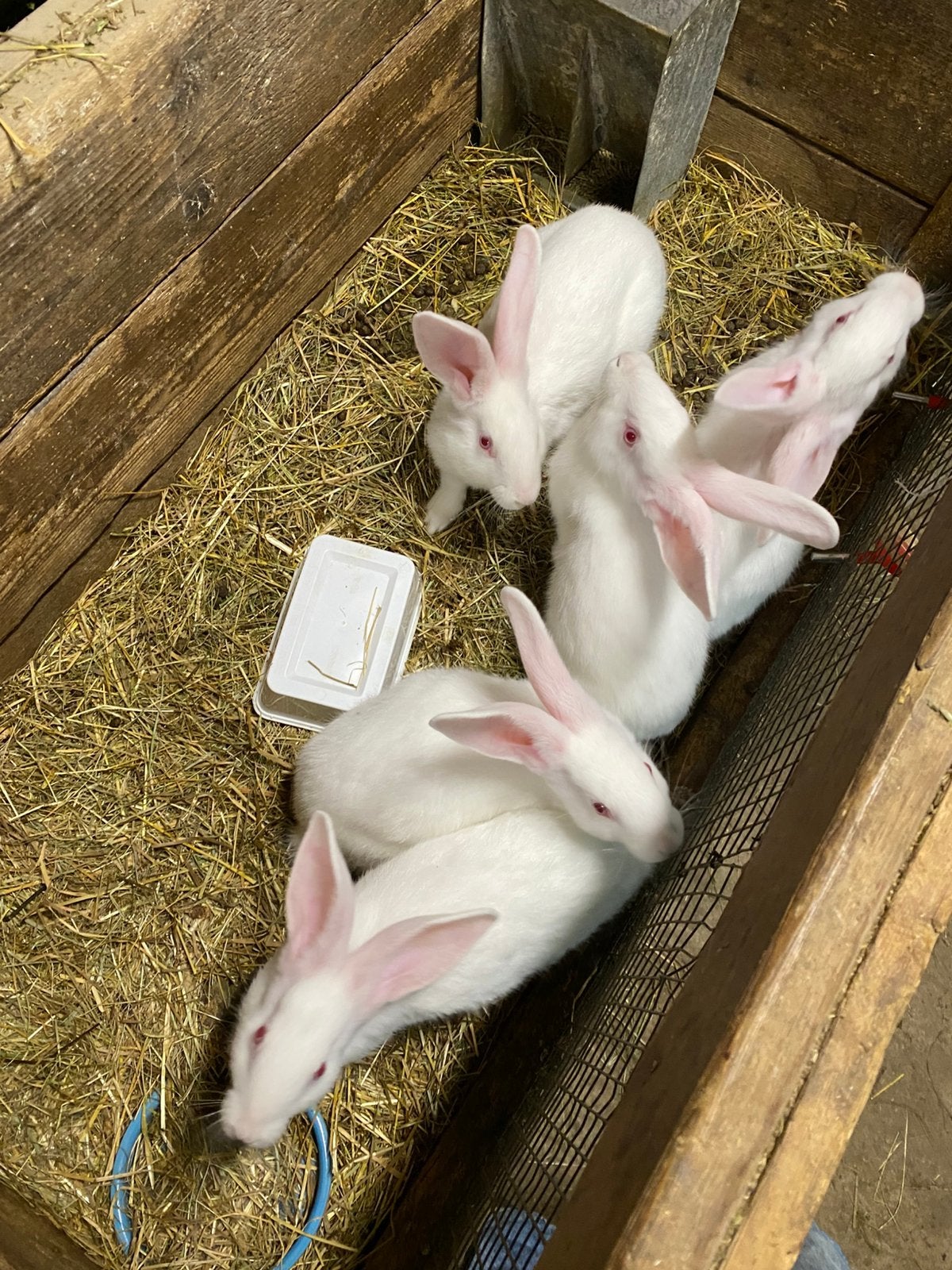 Witte van dendermonde, Dieren en Toebehoren, Meerdere dieren, Groot, 0 tot 2 jaar