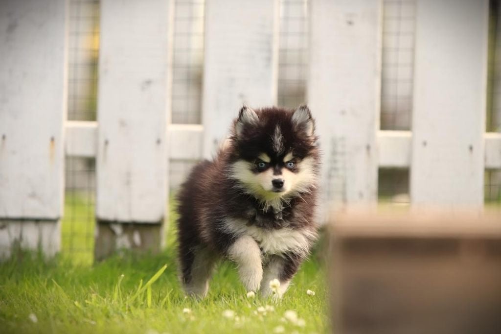 Pomsky pups, Mini Husky
