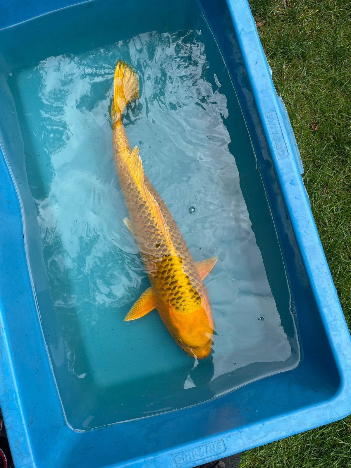 Koi ki-matsuba, Dieren en Toebehoren