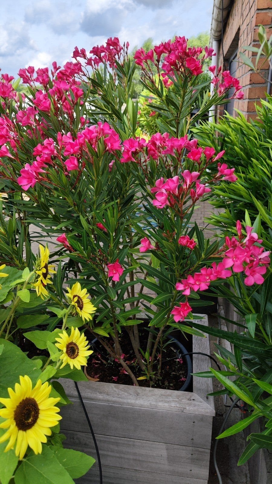 Mooie rode oleander, Ophalen