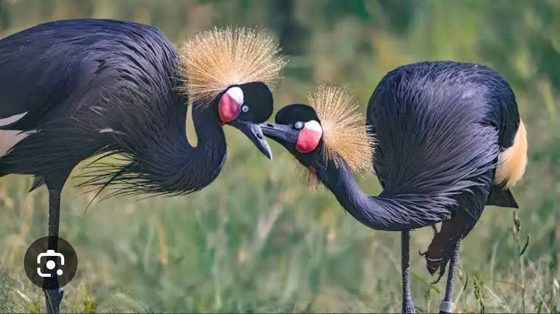 Gezocht: 1-0 zwarte Kroonkraanvogel, Animaux & Accessoires, Mâle, Autres espèces