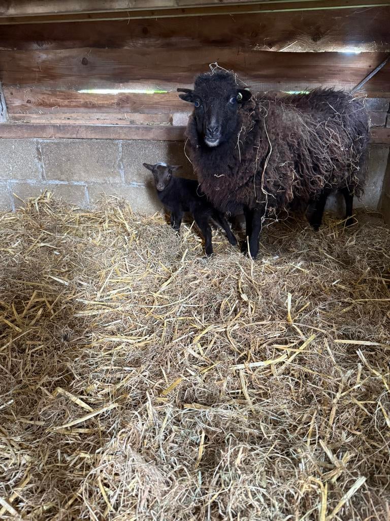 Verschillende schaapjes zoeken nog een nieuw huisje !, Meerdere dieren, Schaap, 0 tot 2 jaar
