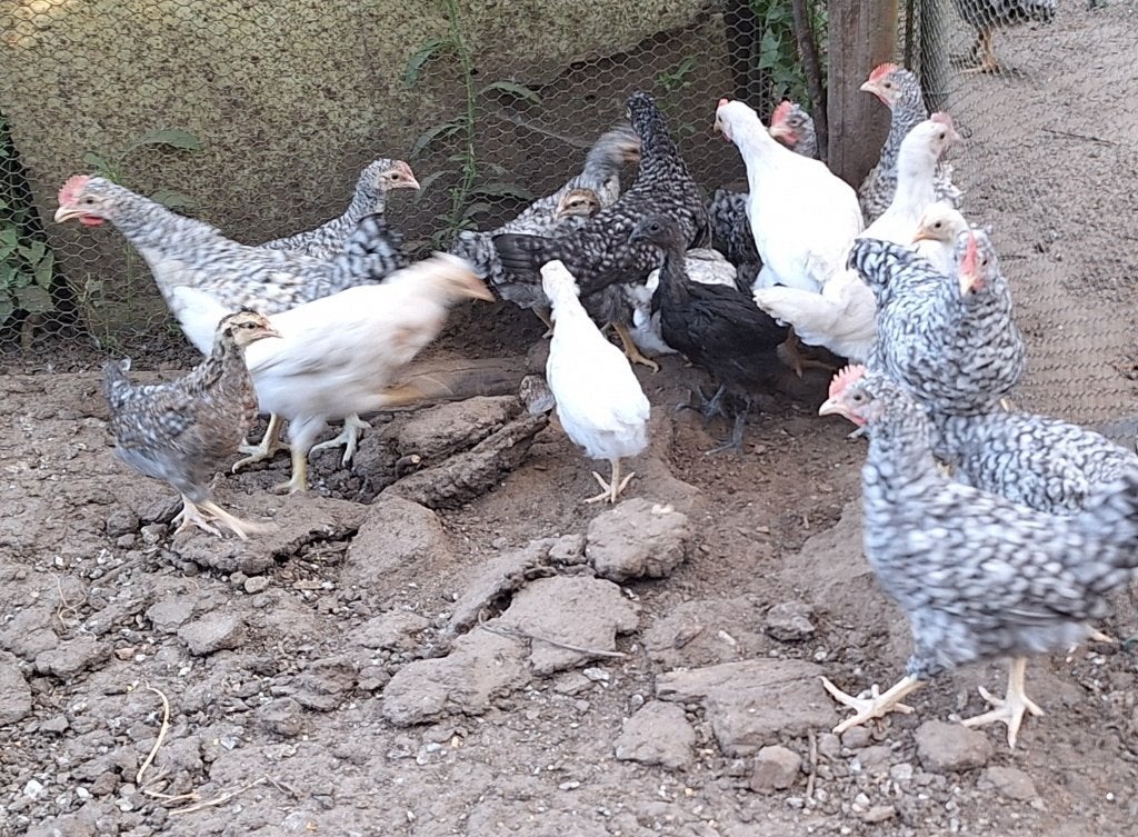 Cream legbar en Brahma haantjes, Dieren en Toebehoren, Pluimvee, Mannelijk, Kip