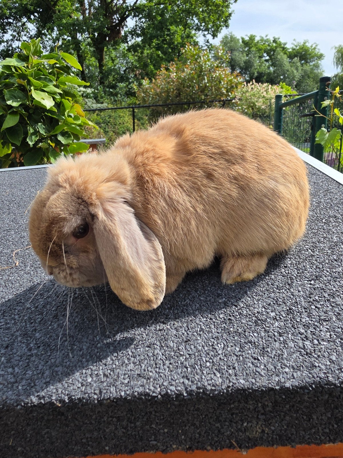 Raszuivere Minilop, Dieren en Toebehoren