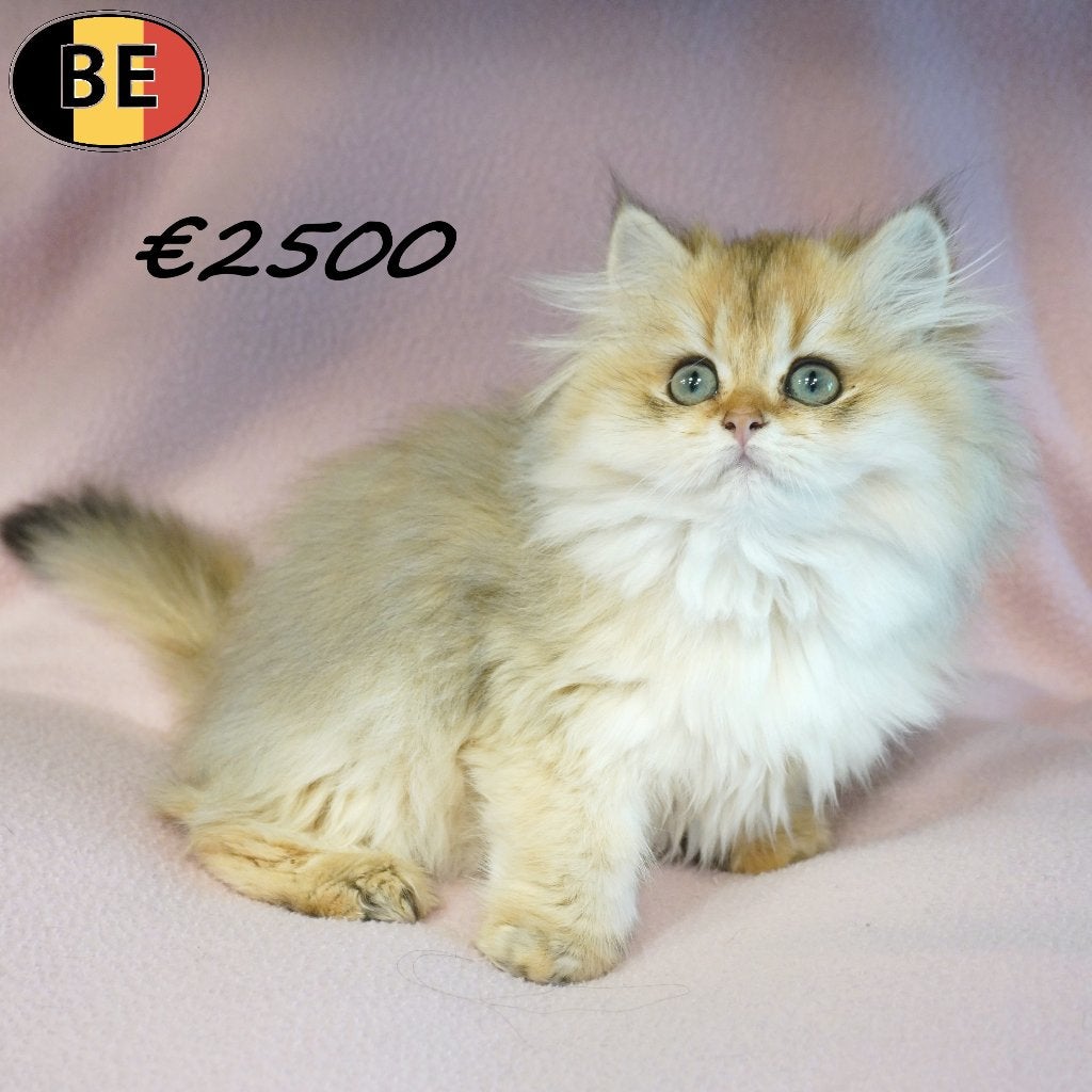 Britse Langhaar (Chinchilla Gold) kittens te koop, Dieren en Toebehoren, Meerdere dieren, Gechipt, 0 tot 2 jaar