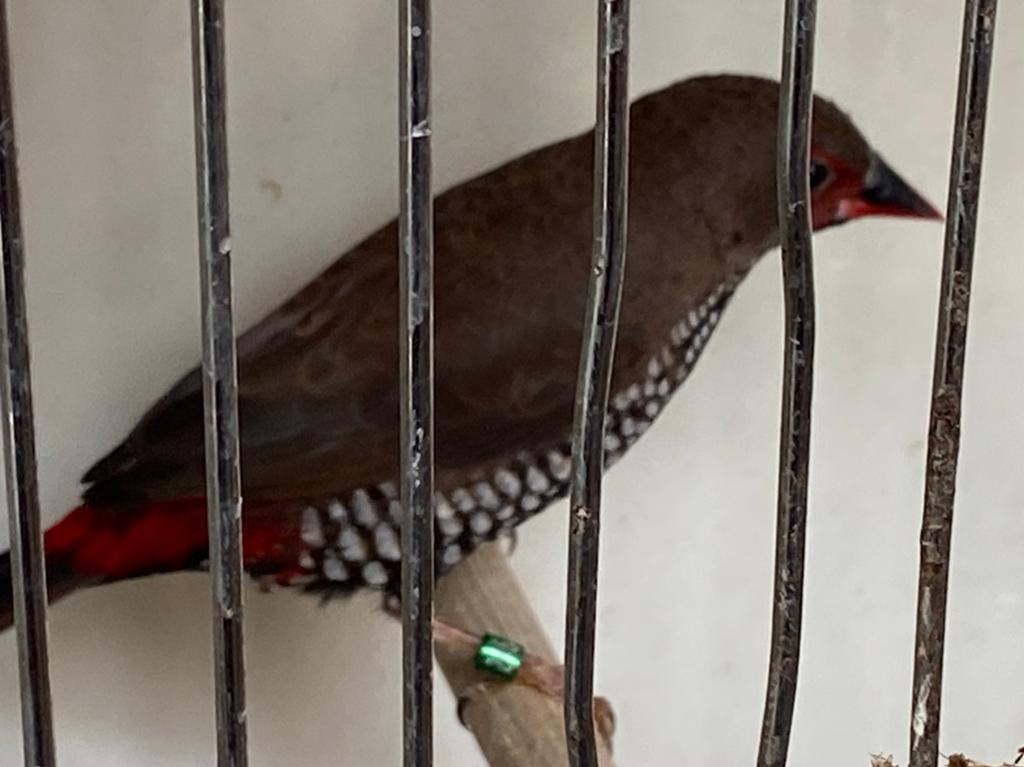 Geschilderde astride,emblema picta, Meerdere dieren, Tropenvogel, Geringd
