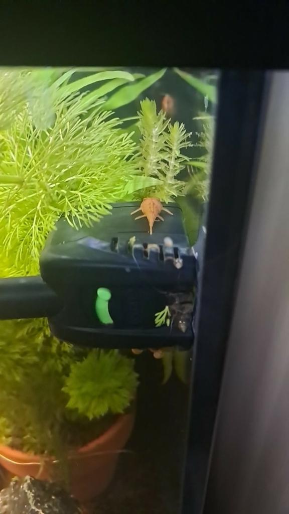 Fire red ancistrus, Dieren en Toebehoren, Ophalen