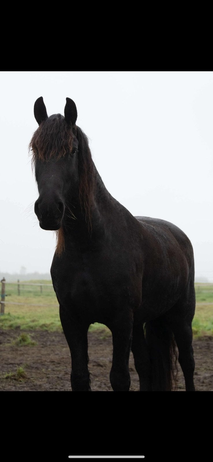Jument frisonne, Cheval de dressage, Avec pedigree, Débourré, 160 à 165 cm