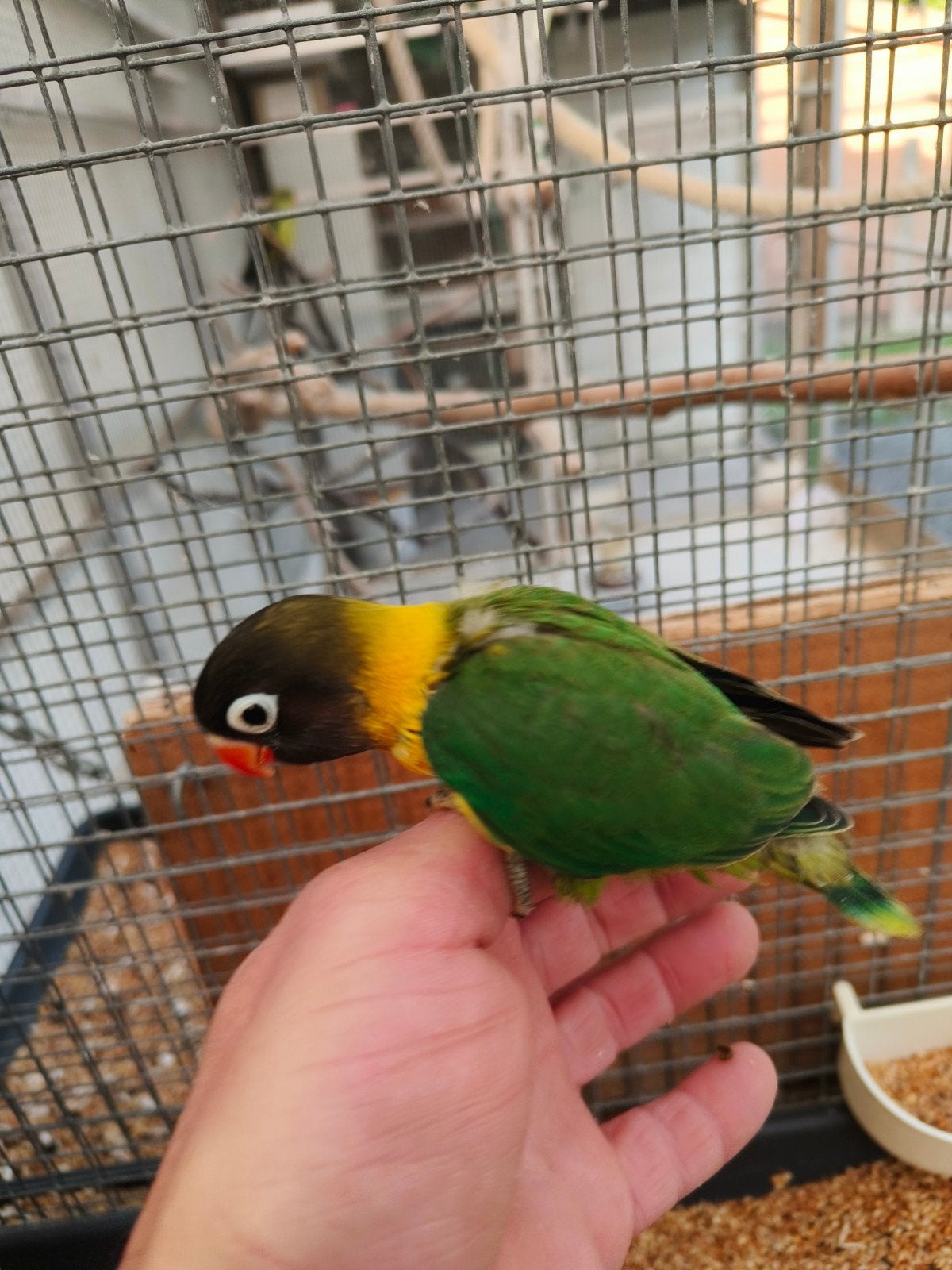 3 jonge personata, Dieren en Toebehoren