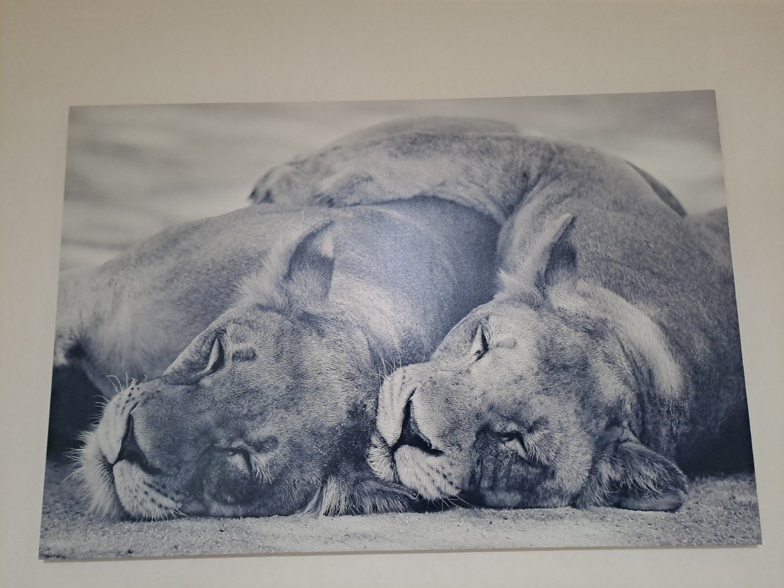 Kaders leeuw en welp, Ophalen, 125 cm of meer, Zo goed als nieuw, Foto of Poster