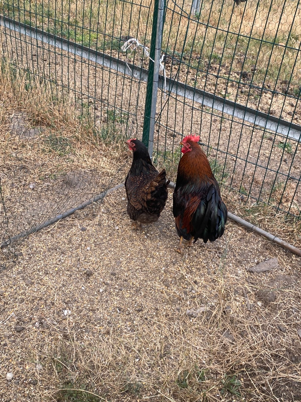 Koppel barnevelders, Meerdere dieren, Kip