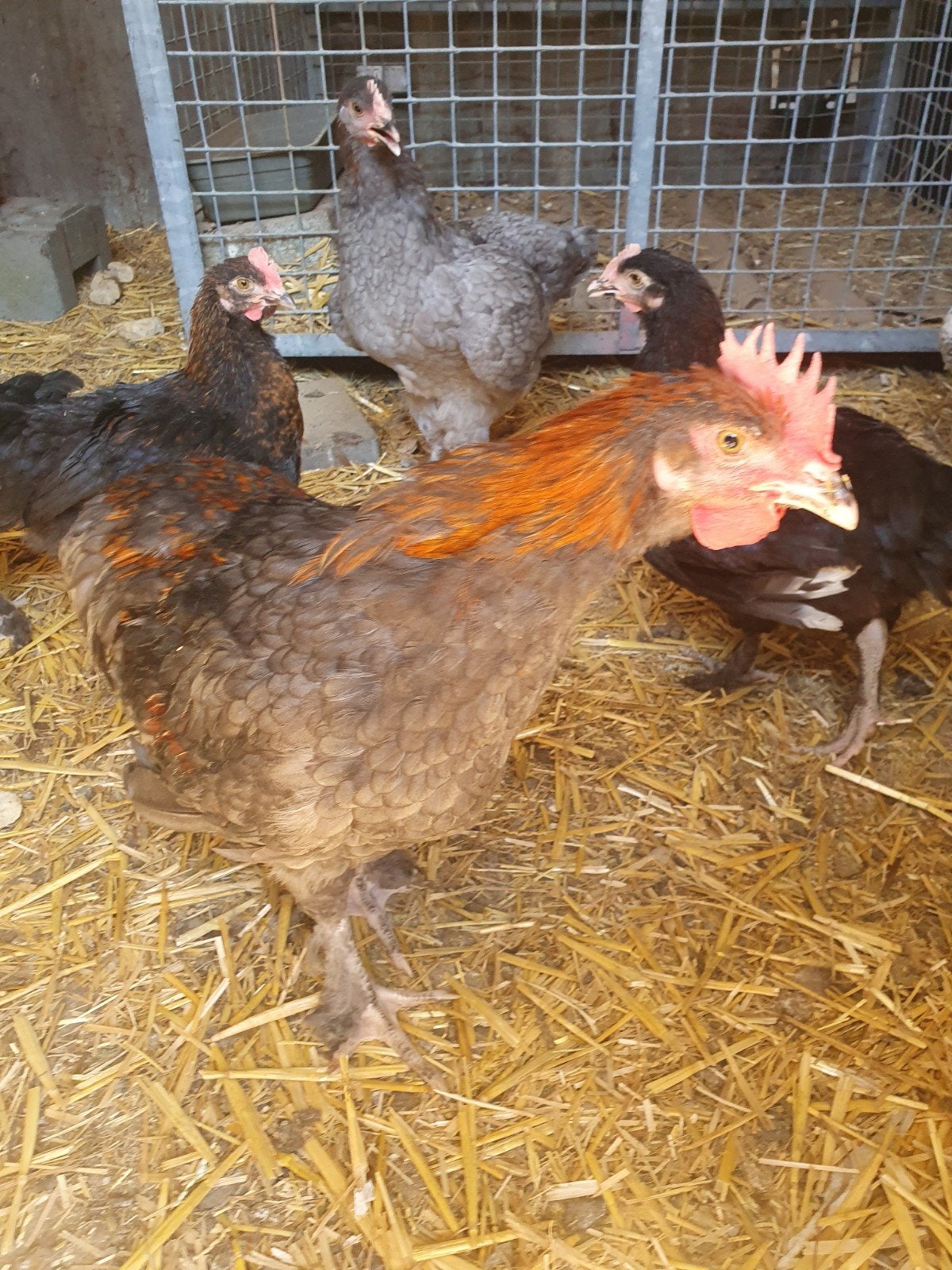 marans zwart koperhals 2 hanen, Dieren en Toebehoren, Pluimvee, Mannelijk, Kip