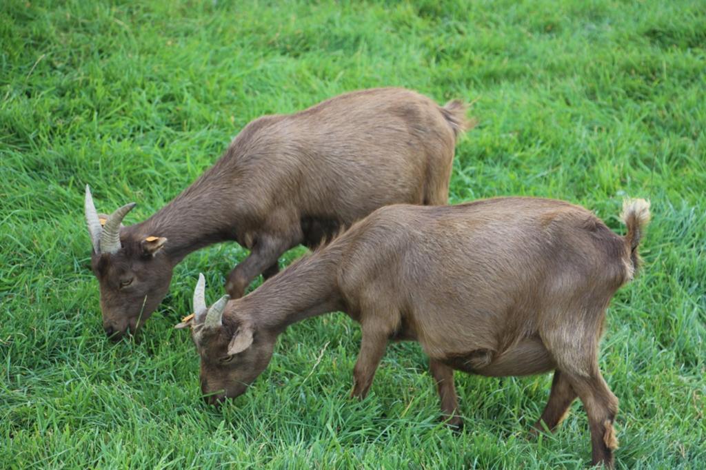 Choco mini dwerggeit mieke met lammetje, Dieren en Toebehoren, Schapen, Geiten en Varkens, Meerdere dieren, Geit, 0 tot 2 jaar