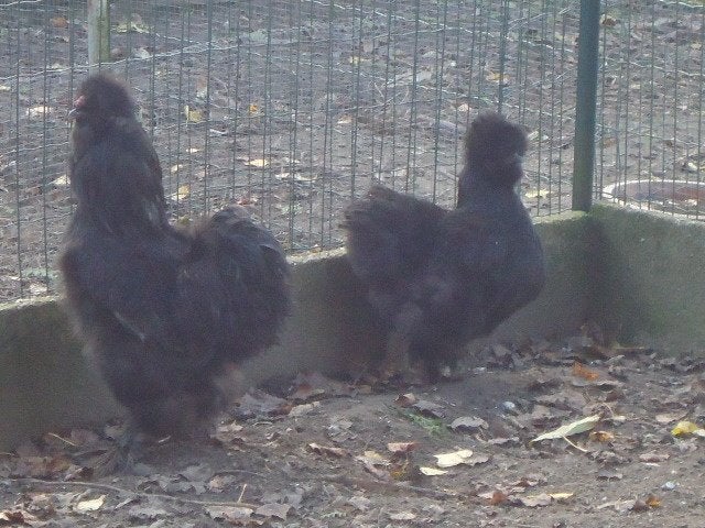 Gratis Haan zijdehoen, Animaux & Accessoires, Mâle, Poule ou poulet